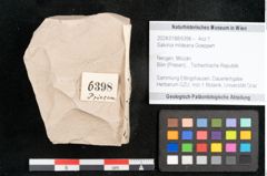 Foto (Objekt + Etikett) von Salvinia mildeana Goeppert (NHMW-GEO-2024-0188-6398)